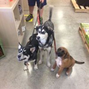 Pet Supply Store «All Pet & Equine Supply», reviews and photos, 1120 Porter Wagoner Blvd, West Plains, MO 65775, USA