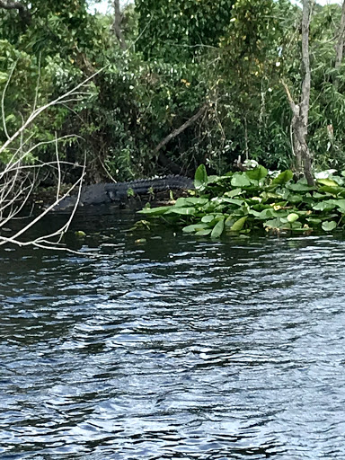 Boat Tour Agency «Alligators Unlimited Airboat Tours», reviews and photos, 14400 Reese Dr, Lake Wales, FL 33898, USA