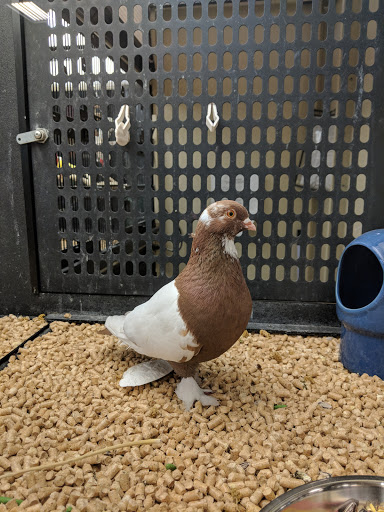 Pet Supply Store «PetSmart», reviews and photos, 7663 Arundel Mills Blvd, Hanover, MD 21076, USA