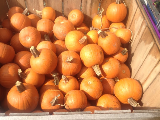 Garden Center «Westminster Nursery & Florist», reviews and photos, 30 Westminster Rd, West Hempstead, NY 11552, USA