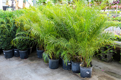 Plant Nursery «Blooming Acres», reviews and photos, 7561 State Rd, Wadsworth, OH 44281, USA