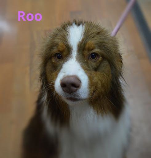 Pet Supply Store «The Natural Pet Enrichment Center», reviews and photos, 6720 Royalton Rd, North Royalton, OH 44133, USA