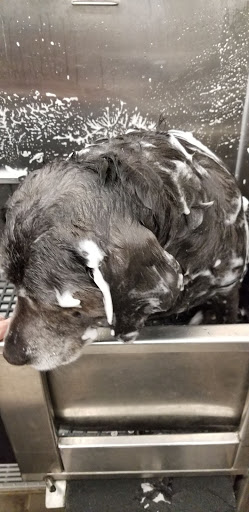 Pet Supply Store «Pet Supplies Plus», reviews and photos, 1213 Mentor Ave, Painesville, OH 44077, USA