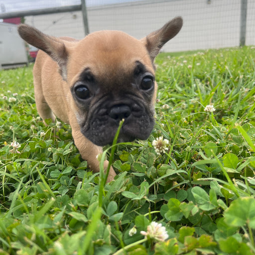 Pet Store «PV Pets», reviews and photos, 233 S Broadway, Pennsville, NJ 08070, USA