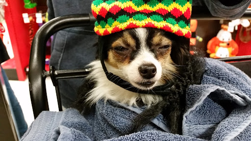 Pet Supply Store «Petco Animal Supplies», reviews and photos, 4915 E 41st St C, Tulsa, OK 74135, USA