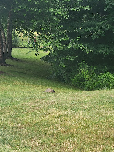 Golf Club «Indian Springs Golf Club», reviews and photos, 132 Mack Rd, Middlefield, CT 06455, USA