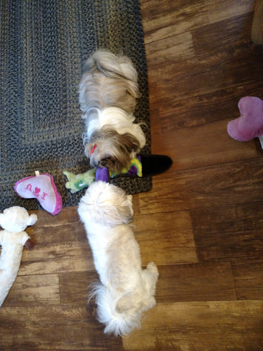 Pet Supply Store «PetSmart», reviews and photos, 1600 N Jackson St #310, Tullahoma, TN 37388, USA