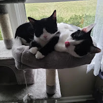 A Natural Feline Friend, LLC - Photo 9 - Car repair in , Fort Wayne