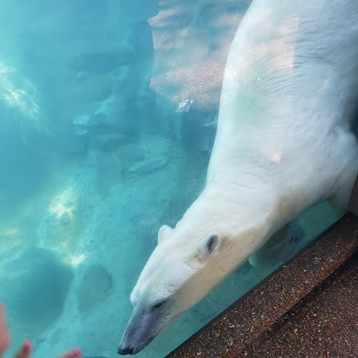 Zoo «Farm In The Zoo», reviews and photos, 1911 N Stockton Dr, Chicago, IL 60614, USA