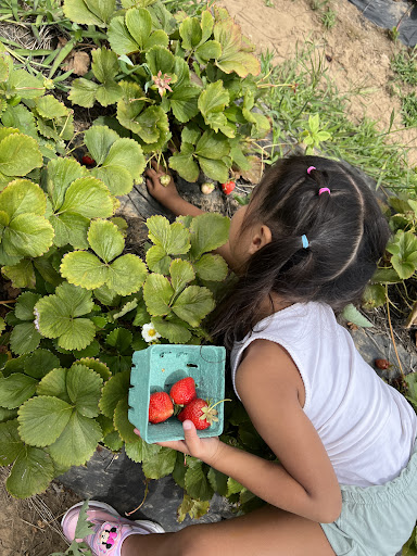 Produce Market «Boones Ferry Berry Farms», reviews and photos, 19602 NE Boones Ferry Rd, Hubbard, OR 97032, USA