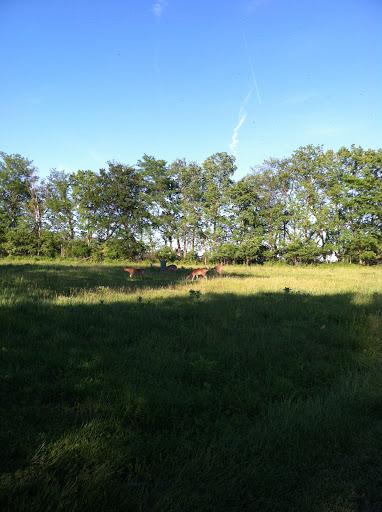 Golf Course «Hodge Park Golf Course», reviews and photos, 7000 NE Barry Rd, Kansas City, MO 64156, USA