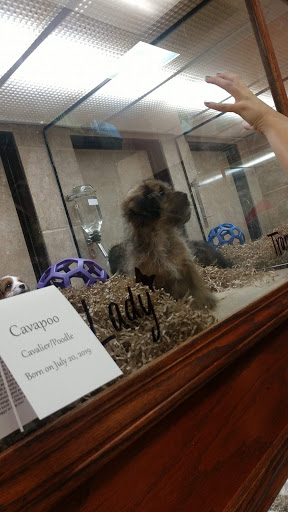 Pet Store «Puppy Love», reviews and photos, 4802 Valley View Blvd NW Uf290, Roanoke, VA 24012, USA