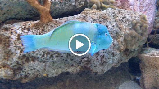 Parking Garage «SC Aquarium Garage», reviews and photos, 24 Calhoun St, Charleston, SC 29401, USA