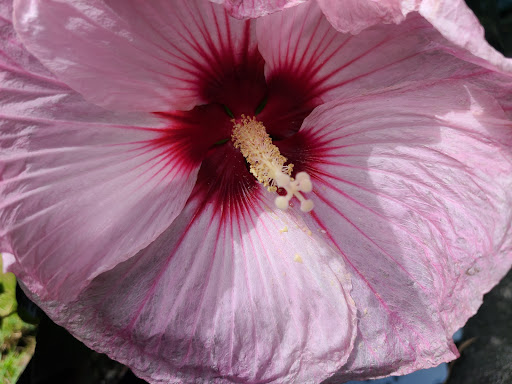 Hardware Store «Proctor Ace Hardware», reviews and photos, 5723 University Blvd W, Jacksonville, FL 32216, USA