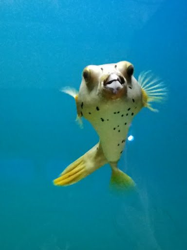 Tropical Fish Store «Ocean Aquarium», reviews and photos, 6820 E Black Horse Pike, Egg Harbor Township, NJ 08234, USA