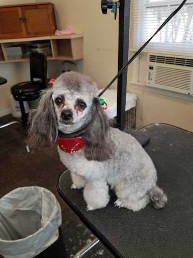 Pet Store «Poodles By Bob», reviews and photos, 285 N Main St B, Jonesboro, GA 30236, USA