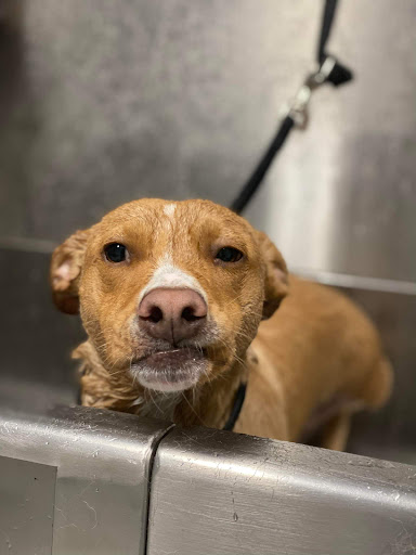Pet Store «Dog Wash Etc», reviews and photos, 1037 Forest Ave, Portland, ME 04103, USA