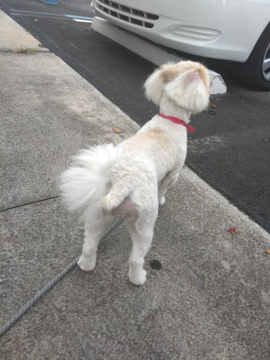 Pet Supply Store «Pet Supermarket», reviews and photos, 4500 N State Rd 7, Pompano Beach, FL 33073, USA