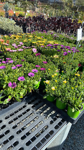 Terra Bella Nursery, Inc. image