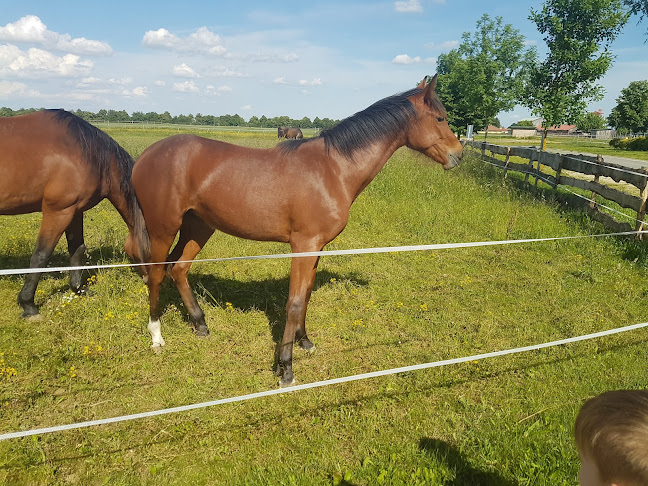 Hozzászólások és értékelések az Pro Equus Lovaspark-ról