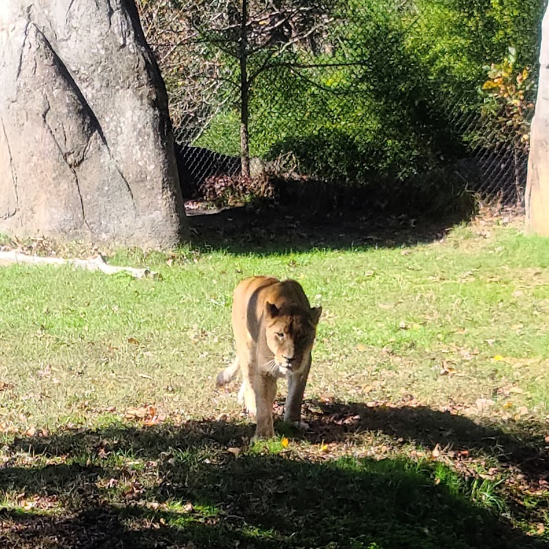 Lion Exhibit