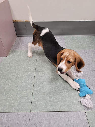 Pet Store «Friendly Pets», reviews and photos, 625 Friendly Center Rd, Greensboro, NC 27408, USA