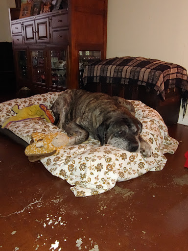 Pet Supply Store «Petco Animal Supplies», reviews and photos, 2565 NE 10th Ct, Homestead, FL 33035, USA