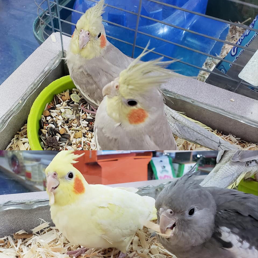 Pet Store «Pet Nation Llc», reviews and photos, 1898 Andorra St, Navarre, FL 32566, USA