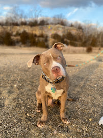 Dogs by Nature - Photo 6 - Car repair in , Dayton
