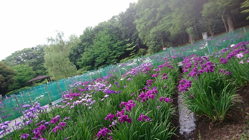 Lotus Blossom ロータスブロッサム お花屋さん 千葉県習志野市香澄 花屋 グルコミ