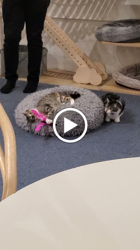 KitTea Cat Lounge image