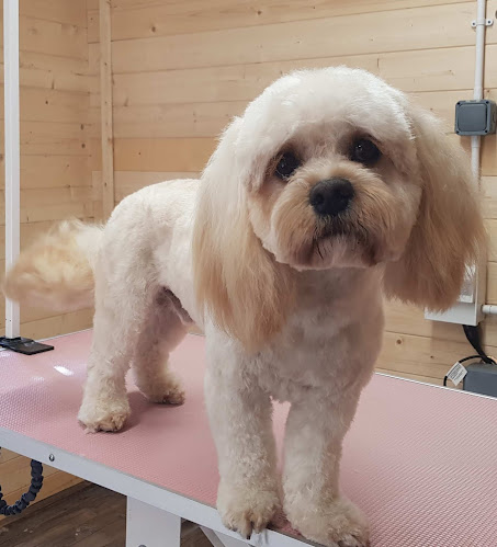 Reviews of Cockapoo and Friends in Warrington - Dog trainer