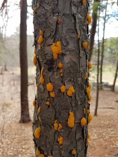 State Park «Cochituate State Park», reviews and photos, 43 Commonwealth Rd, Natick, MA 01760, USA