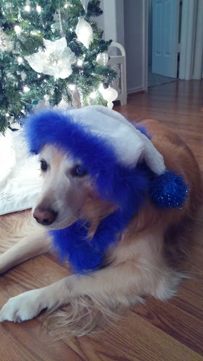 Pet Store «Everything Pet», reviews and photos, 3616 N Fry Rd, Katy, TX 77449, USA