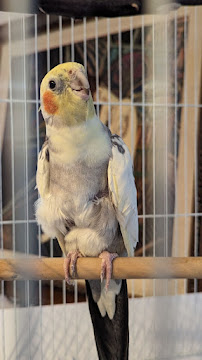 LA Bird Sitting & Boarding by Elle - Photo 2 - Car repair in Los Angeles, CA, Los Angeles