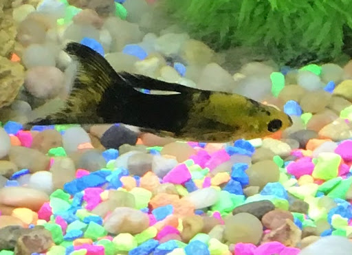 Pet Supply Store «Petco Animal Supplies», reviews and photos, 4030 N MacArthur Blvd #200, Irving, TX 75038, USA