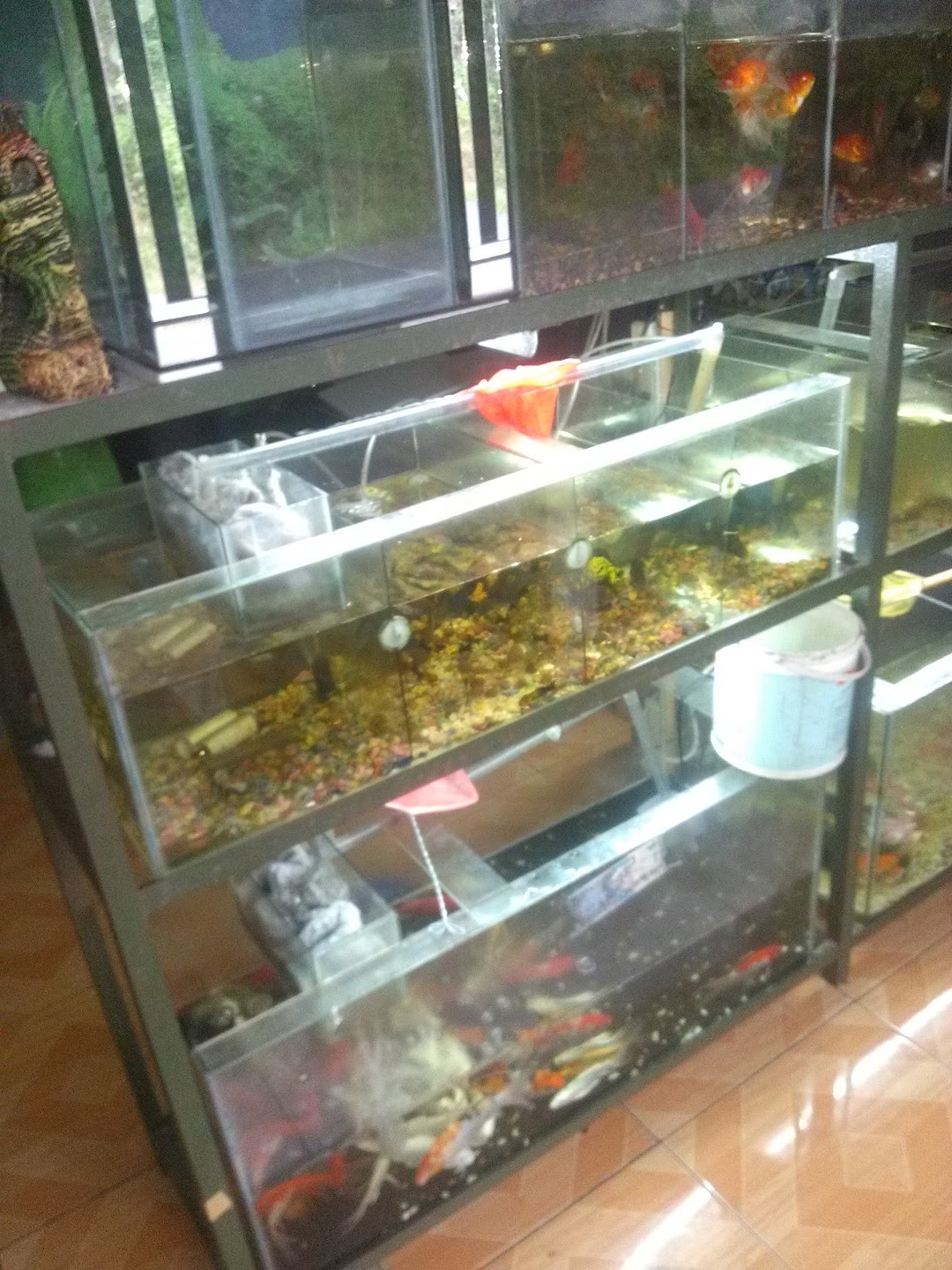 Rafqi Putra Aquarium