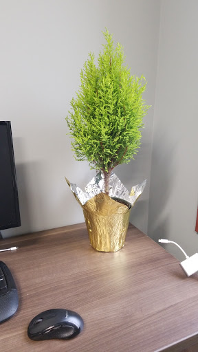 Florist «Pletschers», reviews and photos, 641 Old Hwy 8 SW, New Brighton, MN 55112, USA