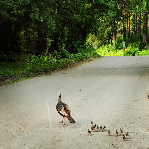 Golf Course «Theodore Wirth Golf Course», reviews and photos, 1301 Theodore Wirth Pkwy, Minneapolis, MN 55422, USA