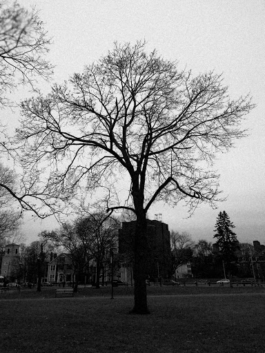 Park «Cambridge Common Park», reviews and photos, Waterhouse St & Massachusetts Ave, Cambridge, MA 02138, USA