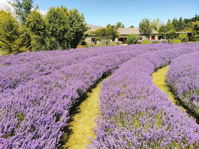 Reviews of Wanaka Lavender Farm in Wanaka - Museum