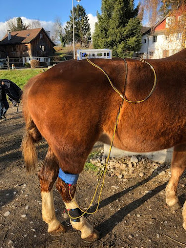 Kommentare und Rezensionen über Tierphysio-Praxis Oberland GmbH