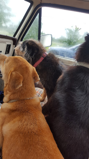 Cypress Lakes Animal Hospital image