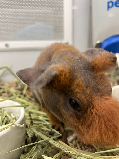 Pet Supply Store «Petco Animal Supplies», reviews and photos, 710 W 66th St, Richfield, MN 55423, USA