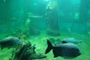 Aparecida Aquarium image