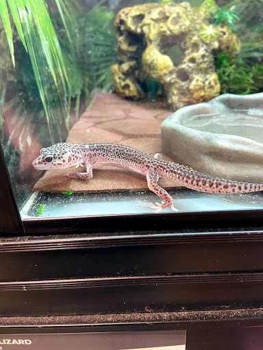 Pet Supply Store «PetSmart», reviews and photos, 215 Needham St, Newton, MA 02464, USA