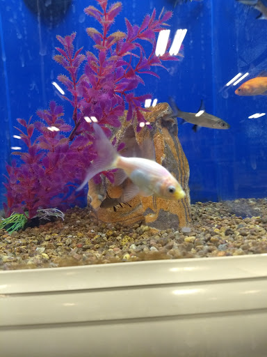 Pet Supply Store «PetSmart», reviews and photos, 3340 FM 544 Ste 800, Wylie, TX 75098, USA