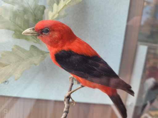 Natural History Museum «The Witt Stephens Jr. Central Arkansas Nature Center», reviews and photos, 602 President Clinton Ave, Little Rock, AR 72201, USA