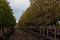 GreenShade Trees LLC. - Car repair in Oklahoma City, OK, Oklahoma City - Rated 3.2/5