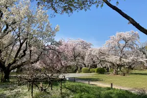 Koishikawa Botanical Garden image